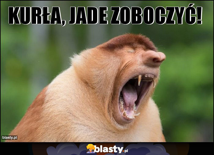 Kurła, jade zoboczyć! Kurła, jade zoboczyć!