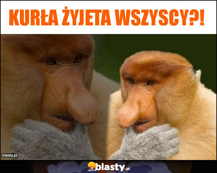 kurła żyjeta wszyscy?! kurła żyjeta wszyscy?!