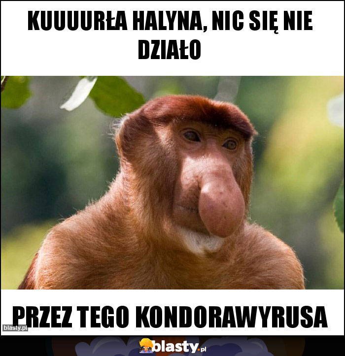 kuuuurła halyna, nic się nie działo