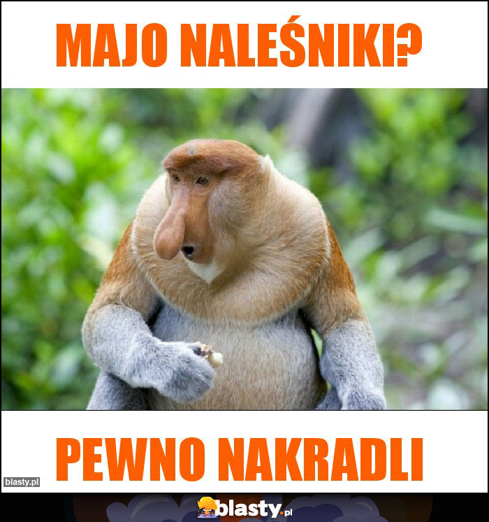 Majo naleśniki? Majo naleśniki?