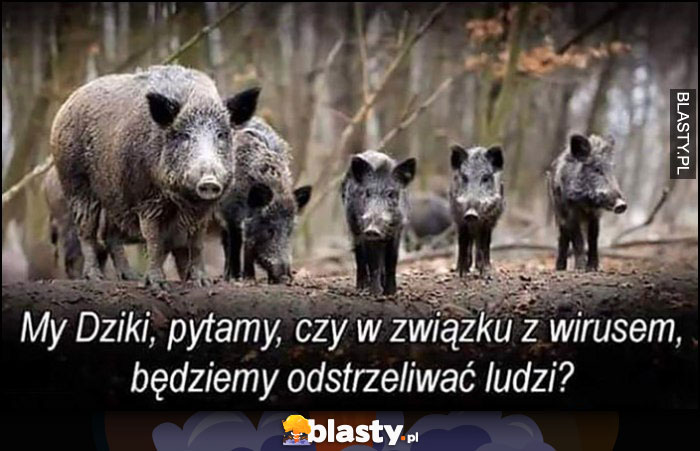 My dziki pytamy czy w związku z wirusem będziemy odstrzeliwywać ludzi?