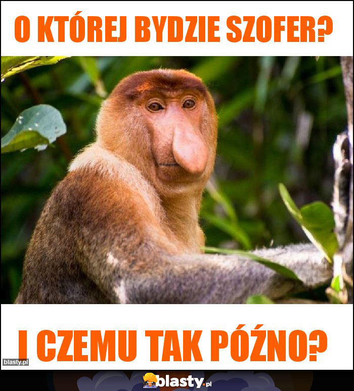 O której bydzie szofer? O której bydzie szofer?