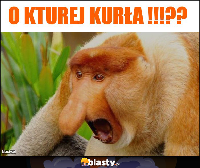 O kturej kurła !!!?? O kturej kurła !!!??
