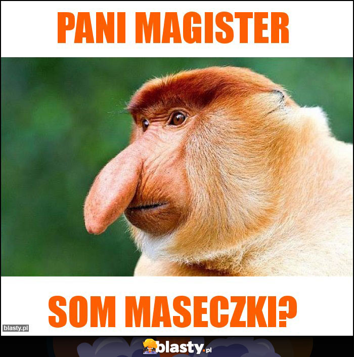 Pani Magister Pani Magister