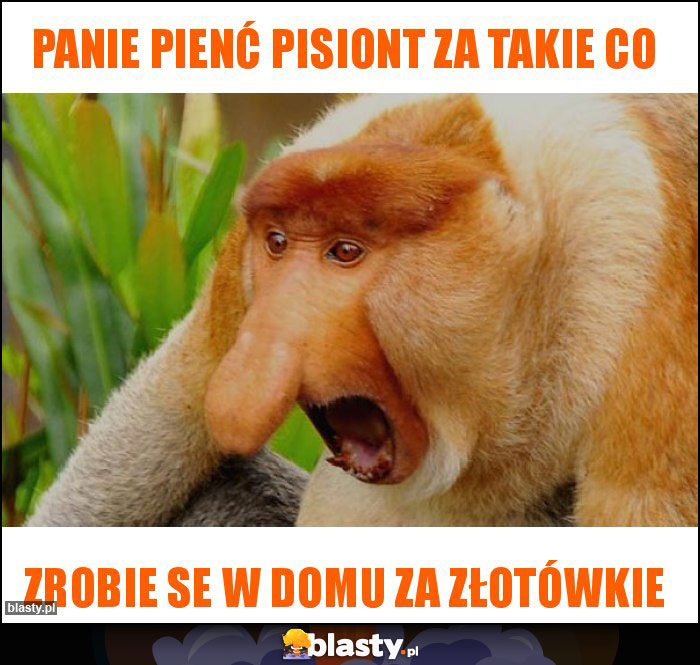panie pienć pisiont za takie co panie pienć pisiont za takie co