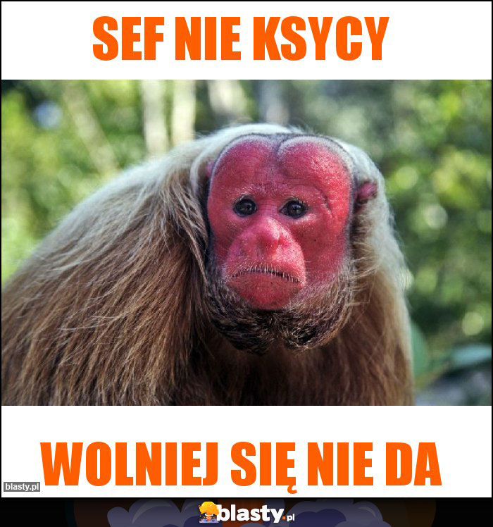 Sef nie ksycy Sef nie ksycy