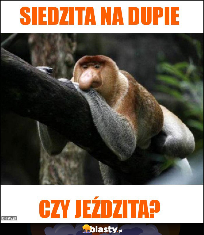 Siedzita na dupie