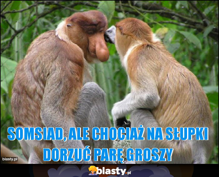 Somsiad, ale chociaż na słupki dorzuć parę groszy Somsiad, ale chociaż na słupki dorzuć parę groszy