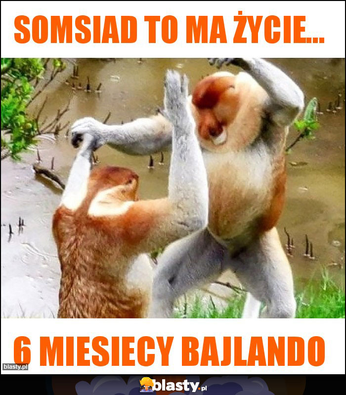 somsiad to ma życie... somsiad to ma życie...