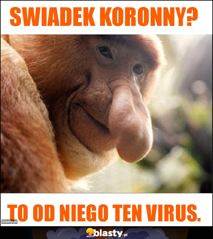 Swiadek koronny?