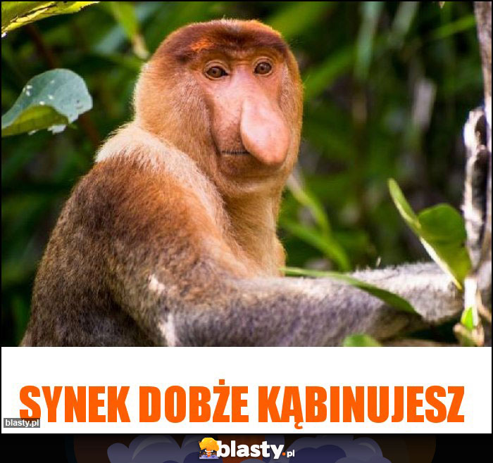 Synek dobże kąbinujesz Synek dobże kąbinujesz