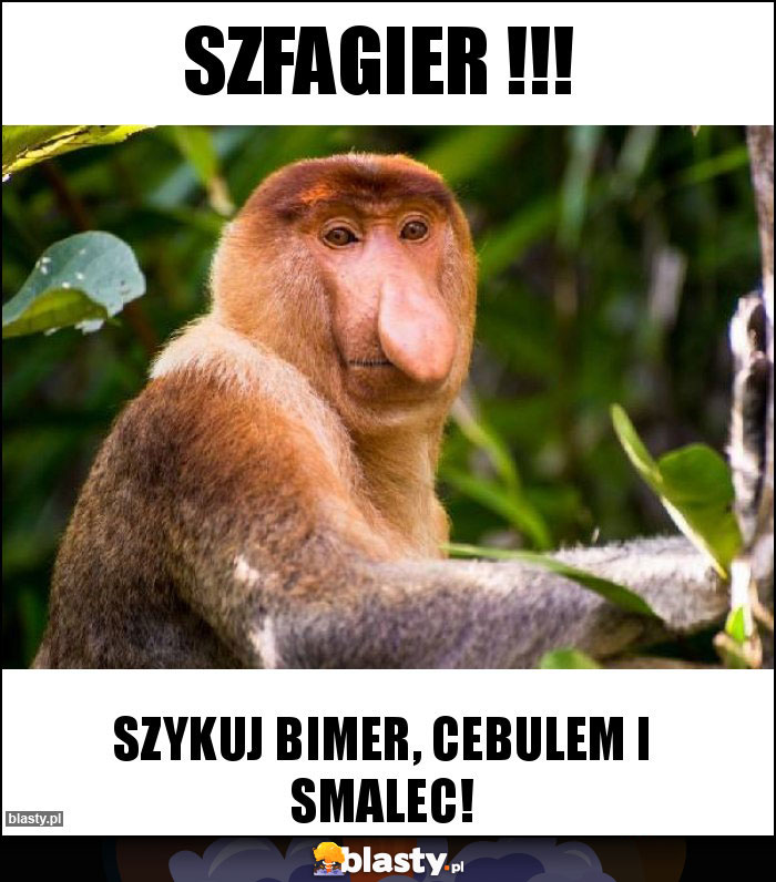 Szfagier !!! Szfagier !!!