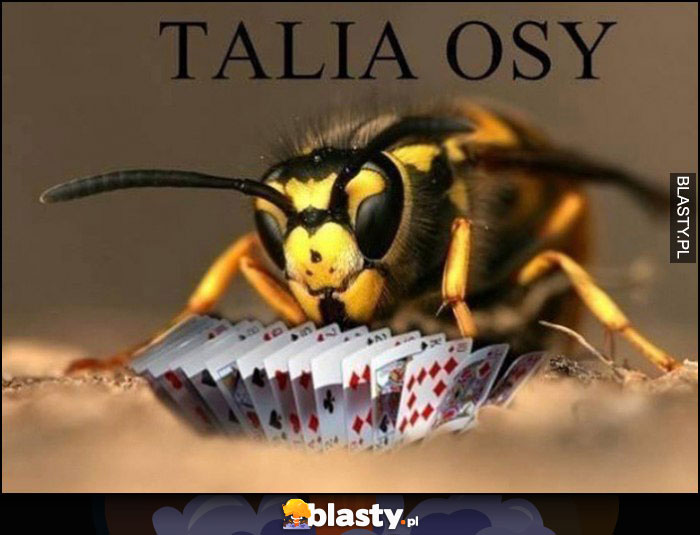 Talia osy dosłownie osa gra w karty