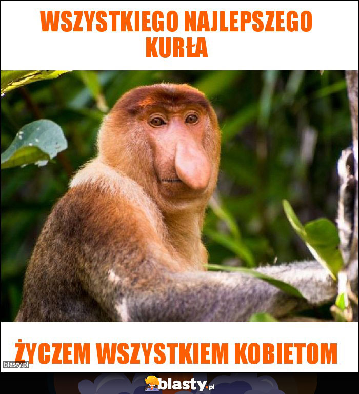 Wszystkiego Najlepszego kurła Wszystkiego Najlepszego kurła