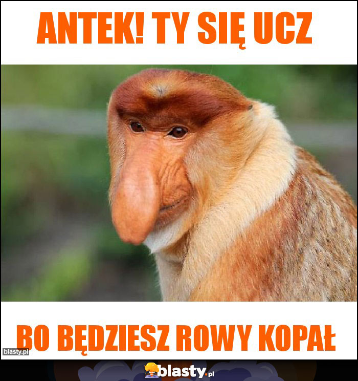 Antek! Ty się ucZ Antek! Ty się ucZ