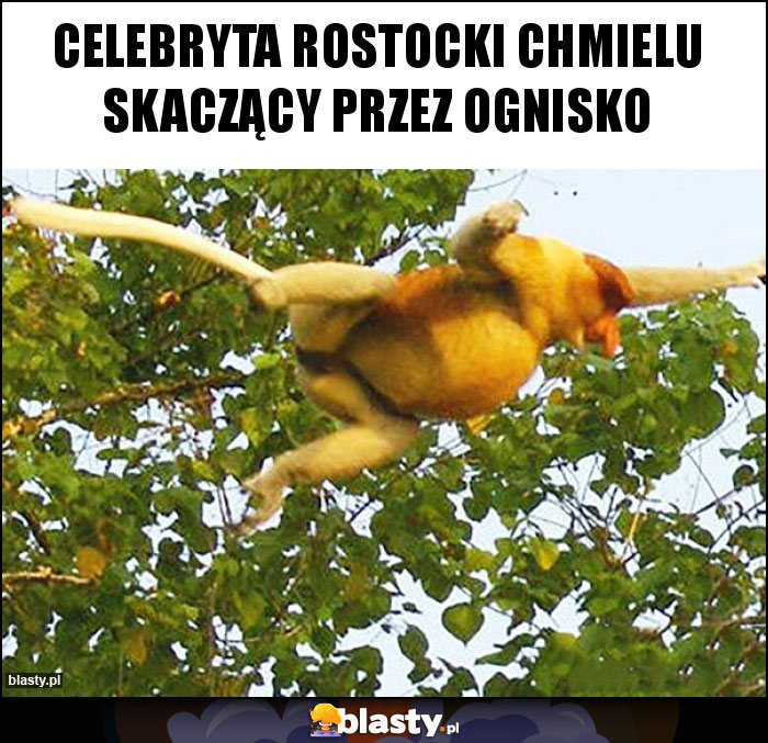 Celebryta rostocki Chmielu skaczący przez ognisko Celebryta rostocki Chmielu skaczący przez ognisko