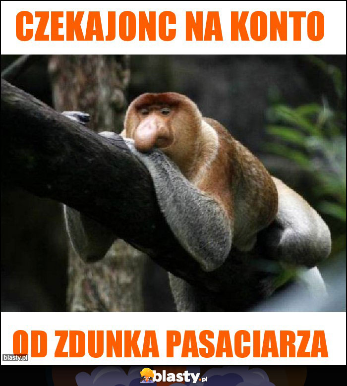 czekajonc na konto czekajonc na konto