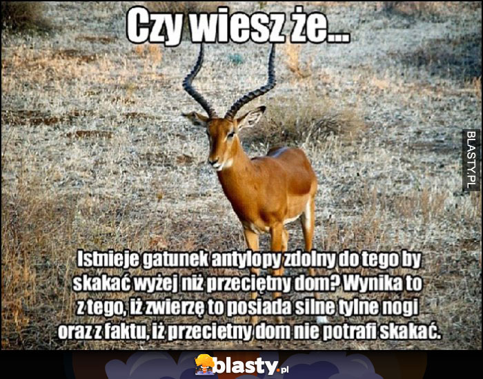 Czy wiesz, że istnieje gatunek antylopy zdolny skakać wyżej niż dom? Wynika to z tego, że posiada silne tylne nogi i z faktu, że przeciętny dom nie potrafi skakać