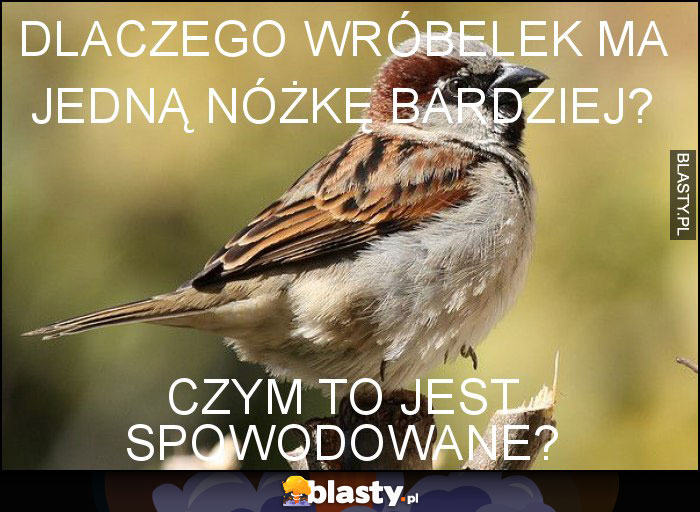 Dlaczego wróbelek ma jedną nóżkę bardziej? Dlaczego wróbelek ma jedną nóżkę bardziej?