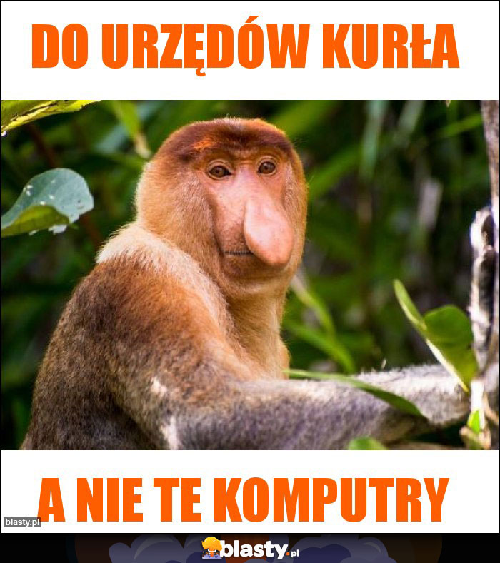 Do urzędów kurła Do urzędów kurła