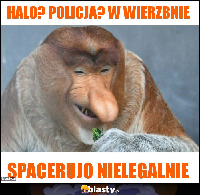 Halo? Policja? W Wierzbnie Halo? Policja? W Wierzbnie