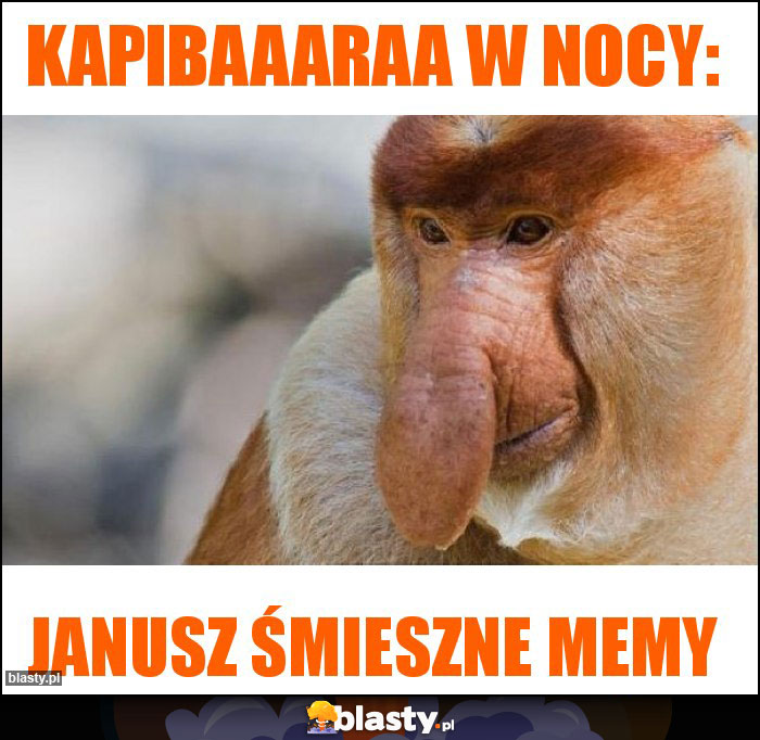 Kapibaaaraa w nocy: