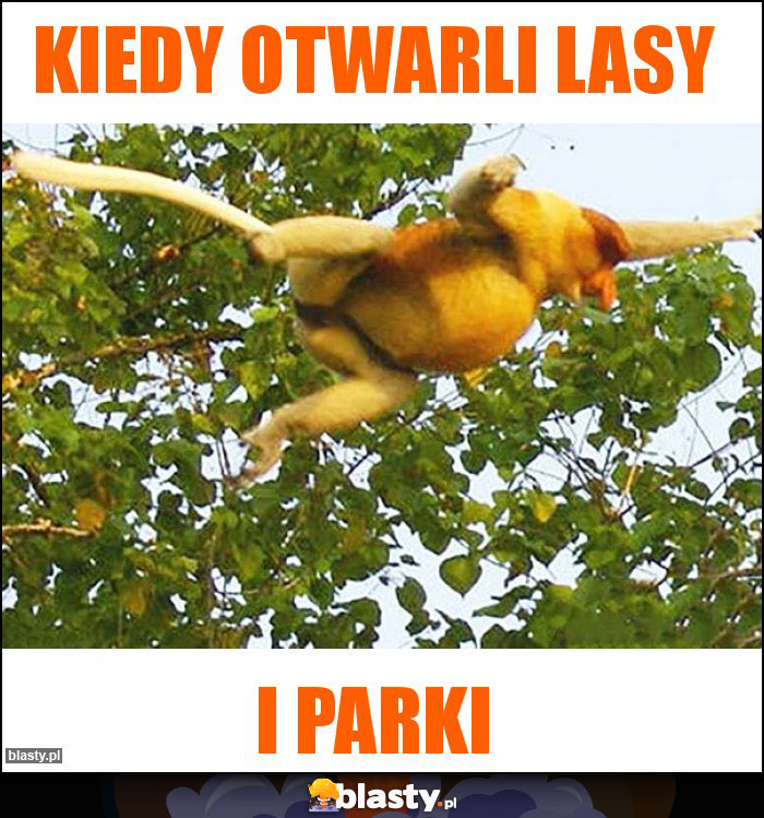 Kiedy otwarli lasy