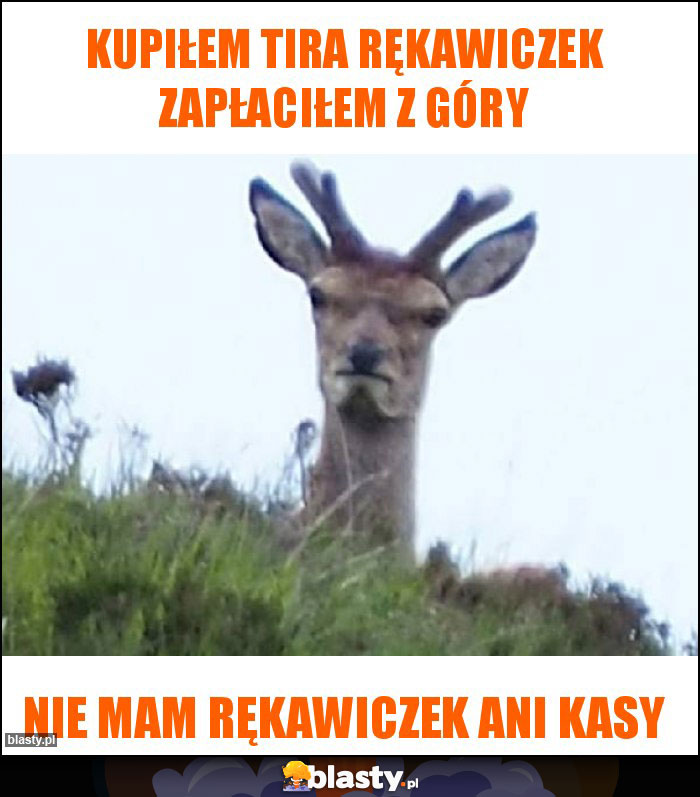 Kupiłem tira rękawiczek zapłaciłem z góry Kupiłem tira rękawiczek zapłaciłem z góry