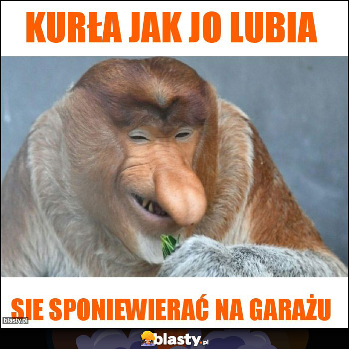 Kurła jak jo lubia Kurła jak jo lubia