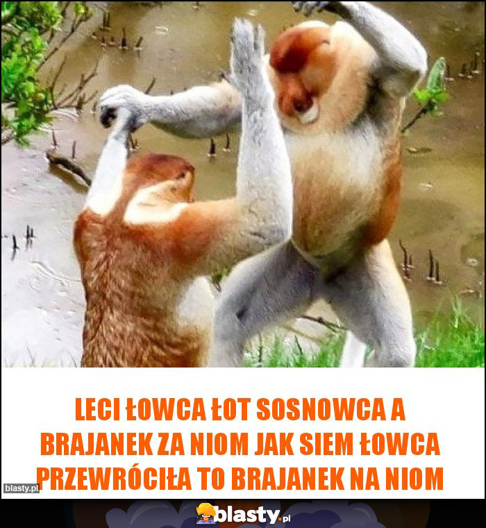 Leci łowca łot Sosnowca A BRAJANEK ZA NIOM jak siem łowca przewróciła to BRAJANEK na niom Leci łowca łot Sosnowca A BRAJANEK ZA NIOM jak siem łowca przewróciła to BRAJANEK na niom