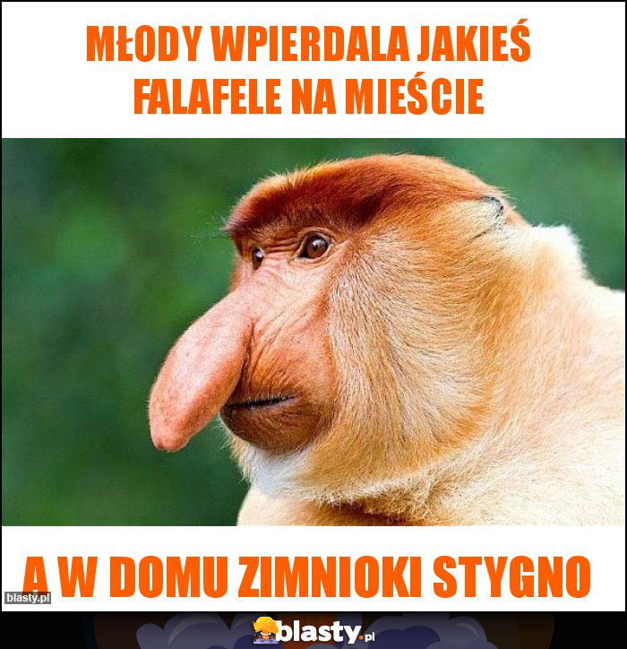 młody wpierdala jakieś falafele na mieście młody wpierdala jakieś falafele na mieście