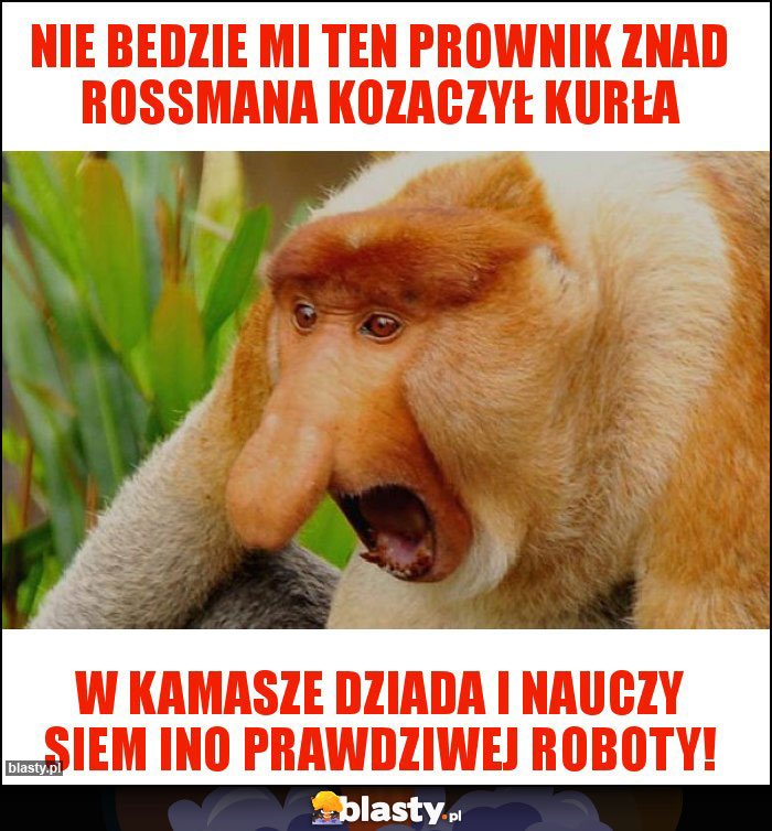 NIE BEDZIE MI TEN PROWNIK ZNAD ROSSMANA KOZACZYŁ KURŁA NIE BEDZIE MI TEN PROWNIK ZNAD ROSSMANA KOZACZYŁ KURŁA