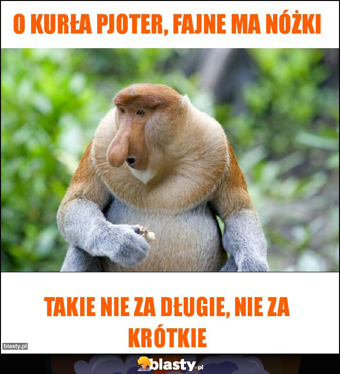 O kurła Pjoter, fajne ma nóżki O kurła Pjoter, fajne ma nóżki