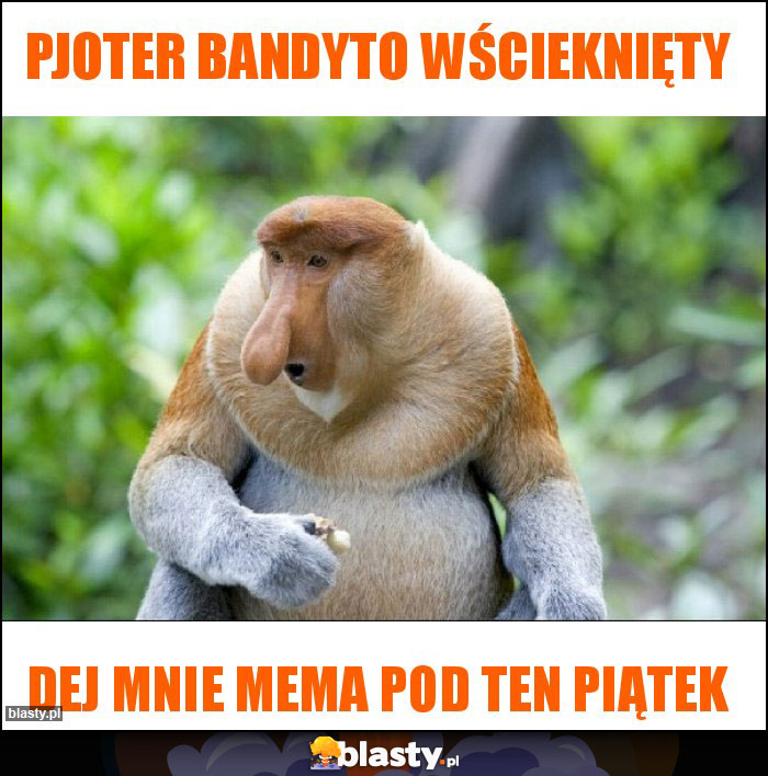 Pjoter bandyto wścieknięty Pjoter bandyto wścieknięty