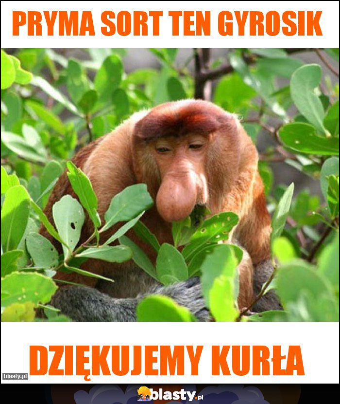 Pryma sort ten gyrosik Pryma sort ten gyrosik