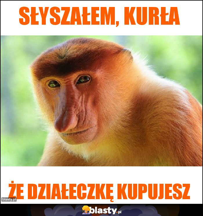 Słyszałem, kurła Słyszałem, kurła