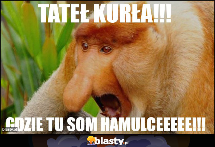 tateł kurła!!! tateł kurła!!!