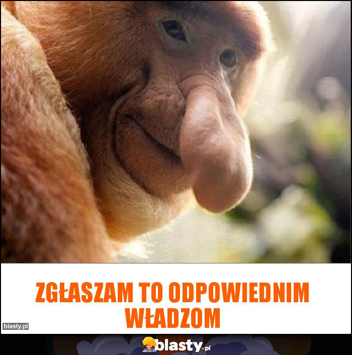 Zgłaszam to odpowiednim władzom