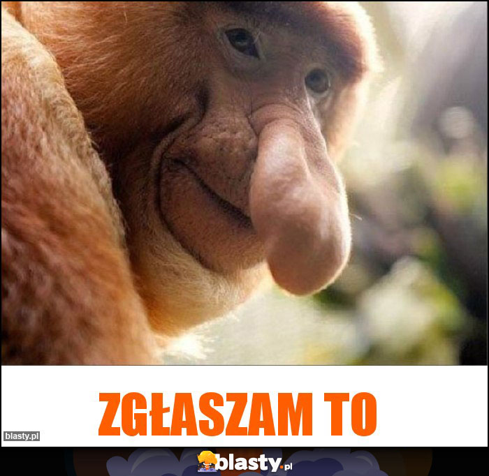 Zgłaszam to