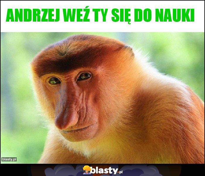Andrzej weź ty się do nauki Andrzej weź ty się do nauki