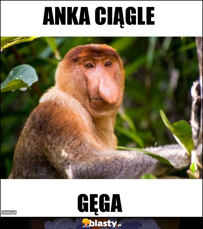 anka ciągle anka ciągle