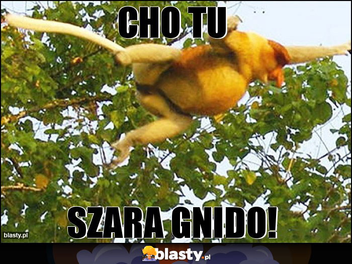 cho tu