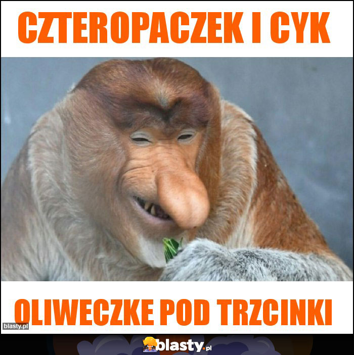 Czteropaczek i cyk Czteropaczek i cyk