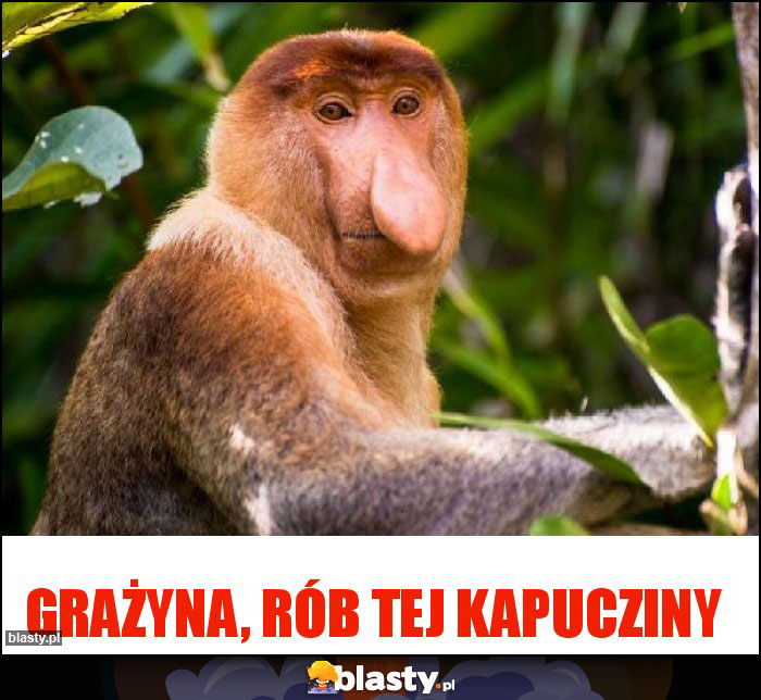Grażyna, rób tej kapucziny Grażyna, rób tej kapucziny