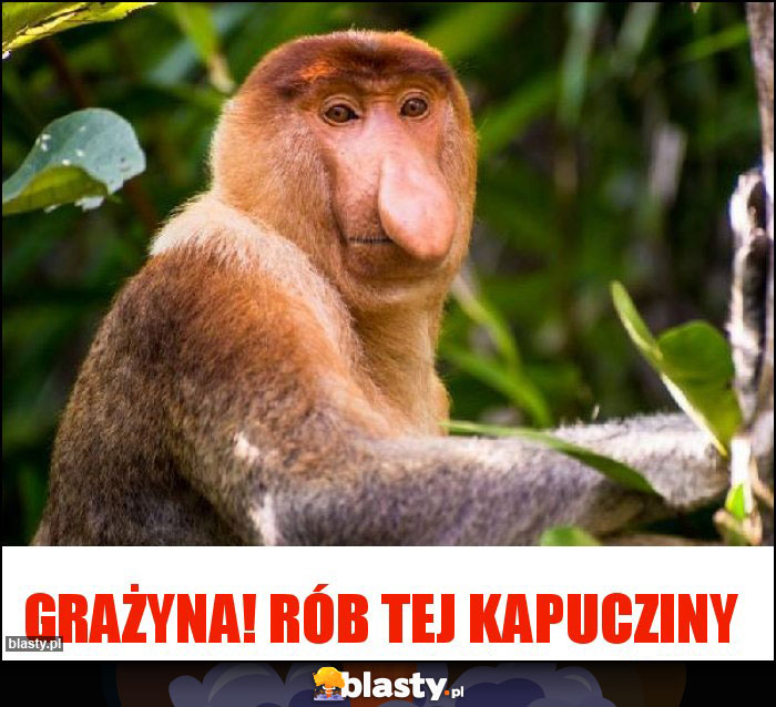 Grażyna! Rób tej kapucziny Grażyna! Rób tej kapucziny
