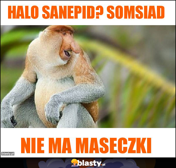 Halo sanepid? Somsiad Halo sanepid? Somsiad