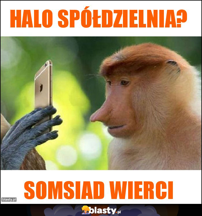 Halo Spółdzielnia? Halo Spółdzielnia?
