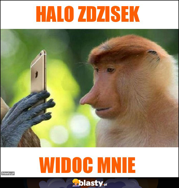 Halo zdzisek Halo zdzisek