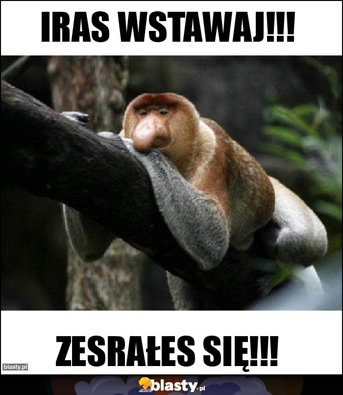 IRAS WSTAWAJ!!! IRAS WSTAWAJ!!!