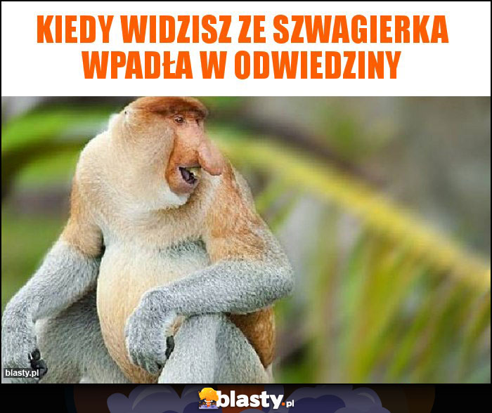 Kiedy widzisz ze szwagierka wpadła w odwiedziny Kiedy widzisz ze szwagierka wpadła w odwiedziny